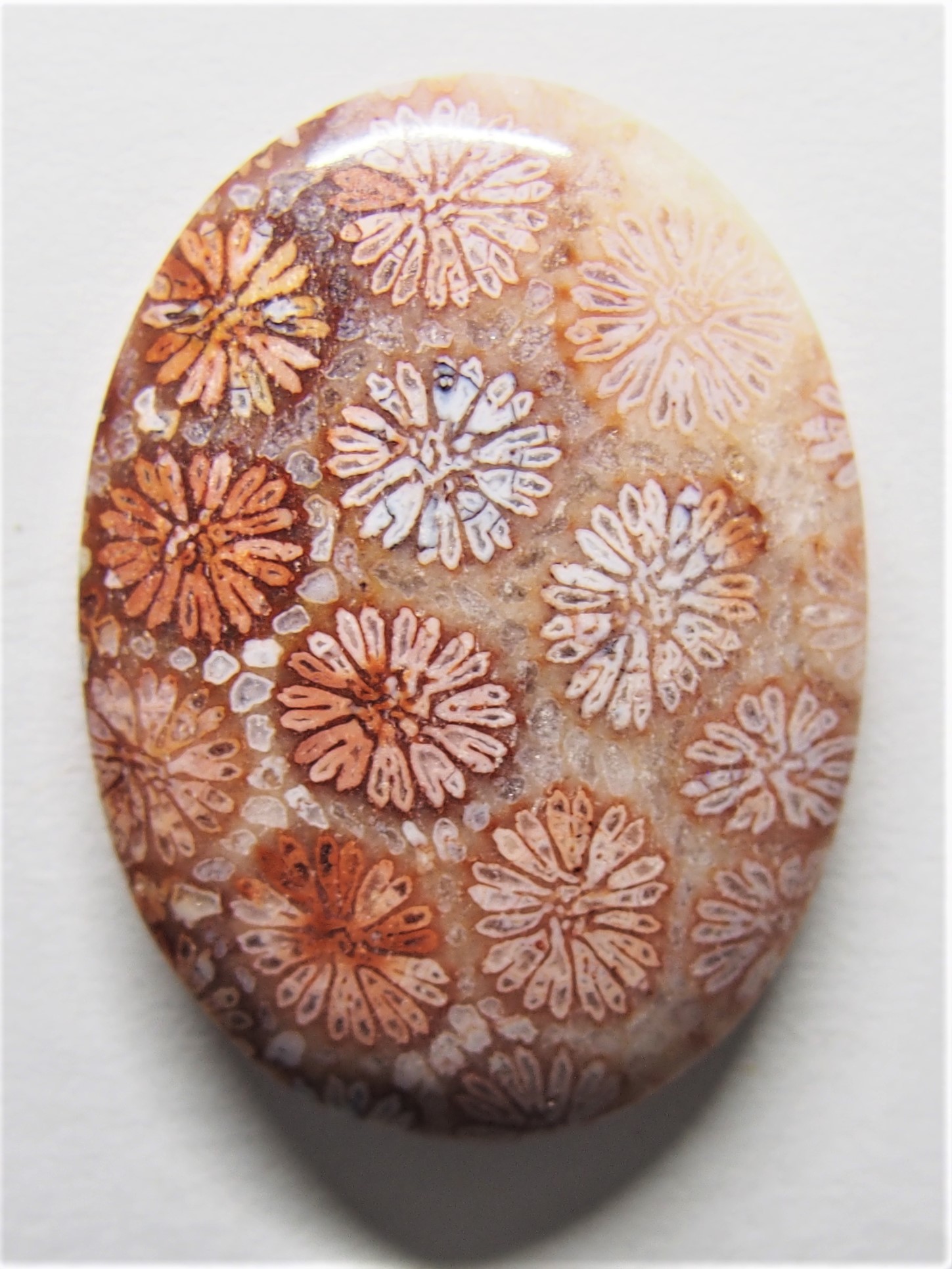 Versteinerte Koralle in Cabochonschliff Tribal Collector